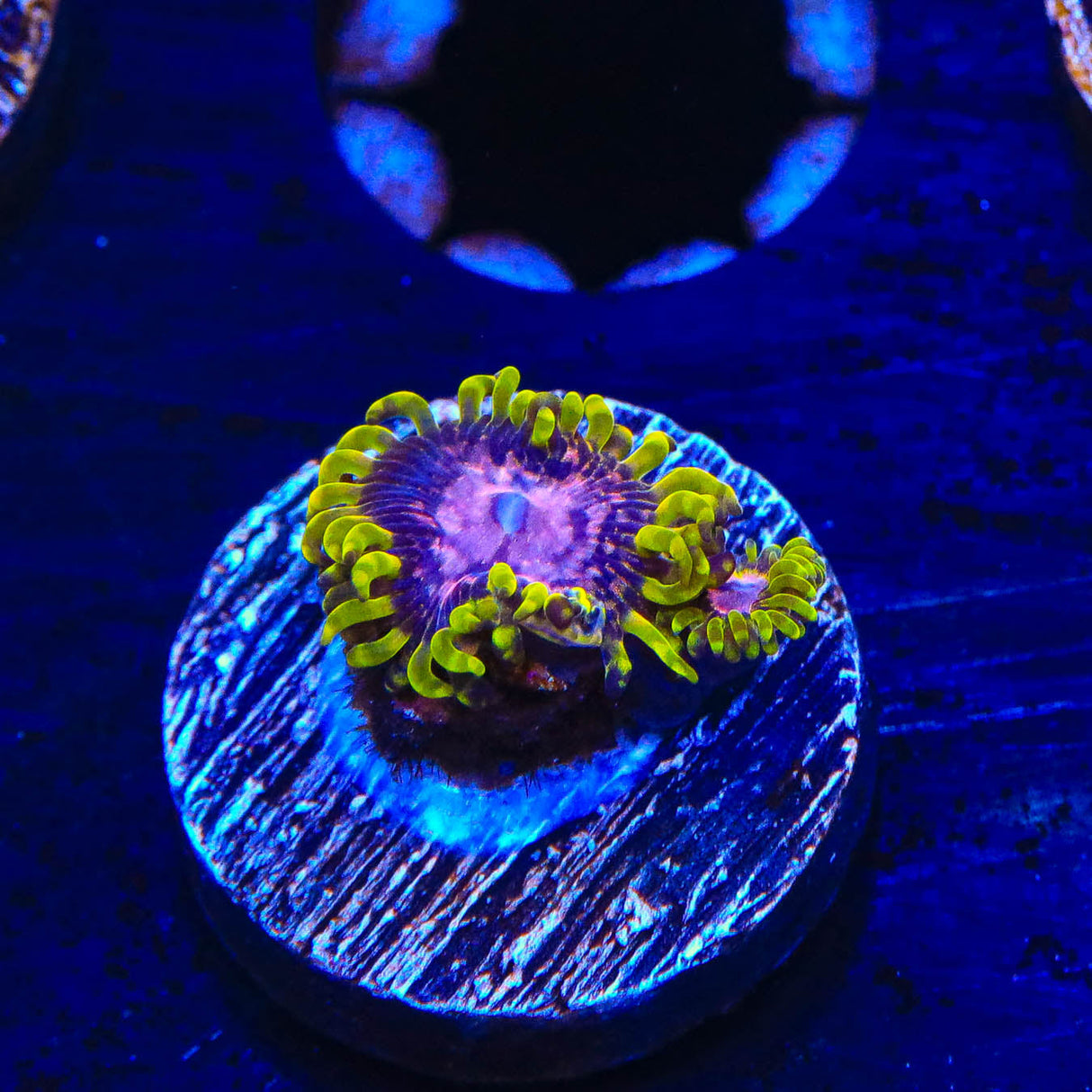 WWC Purple Monster Zoanthids Coral