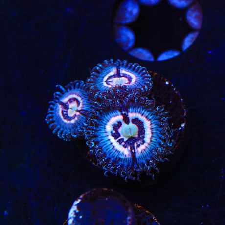 TSA Helter Skelter Zoanthids Coral