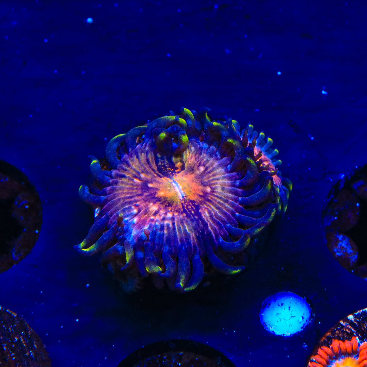 WWC Nirvana Zoanthids Coral - Top Shelf Aquatics