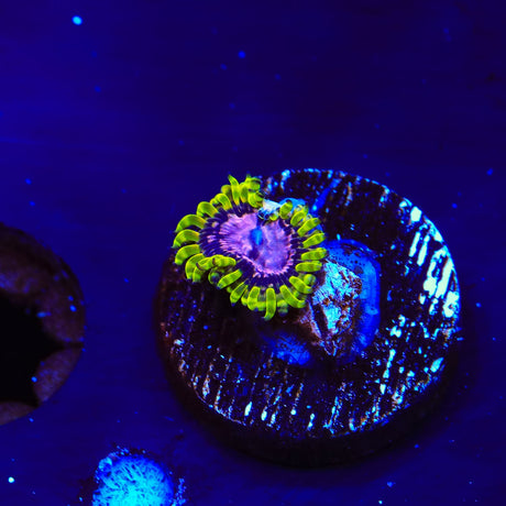 WWC Purple Monster Zoanthids Coral