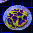 TSA Wolverine Favia Colony Coral