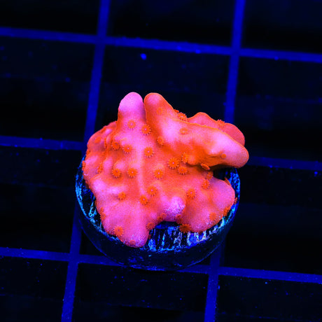 Red Setosa Montipora Coral