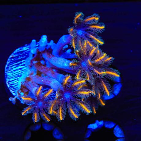 TSA Candy Corn Clove Polyp Coral - (Almost WYSIWYG) - Top Shelf Aquatics 