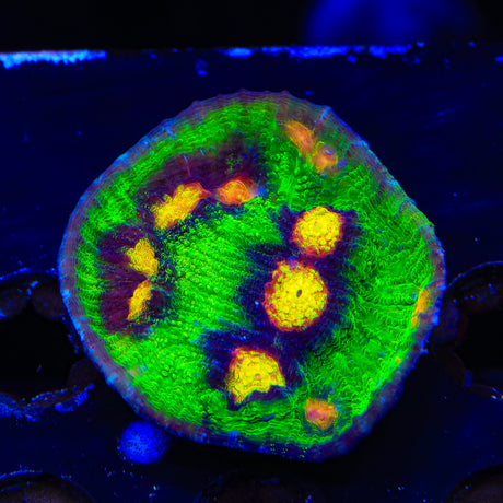 JF Raja Rampage Chalice Coral