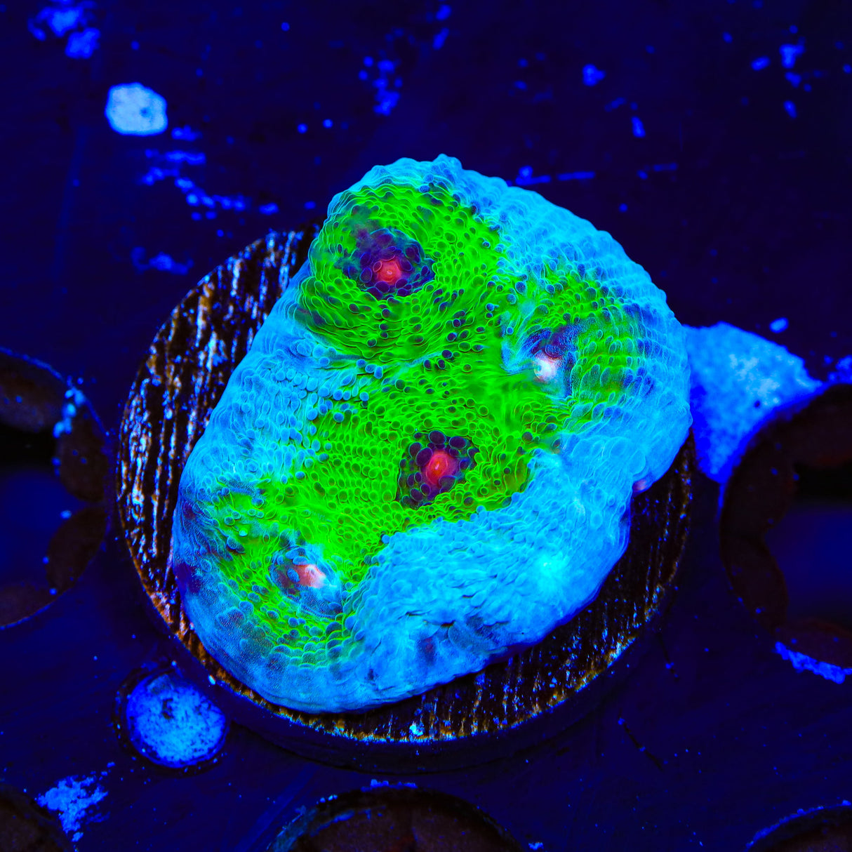 TSA Avatar Chalice Coral