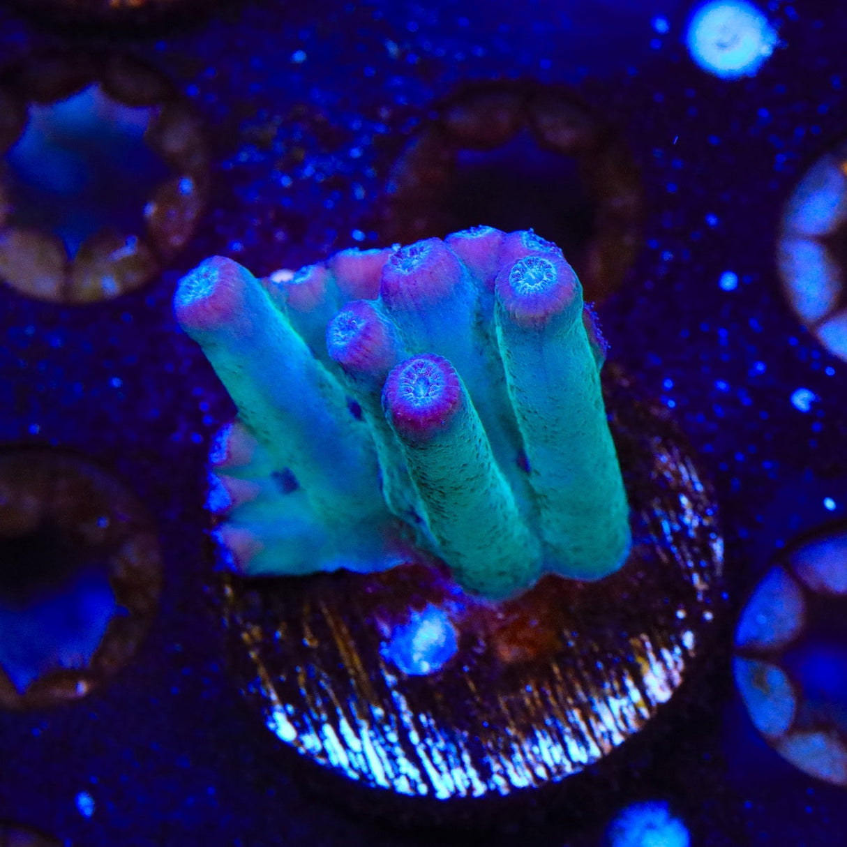 TSA Emerald Branching Turbinaria Heronensis Coral