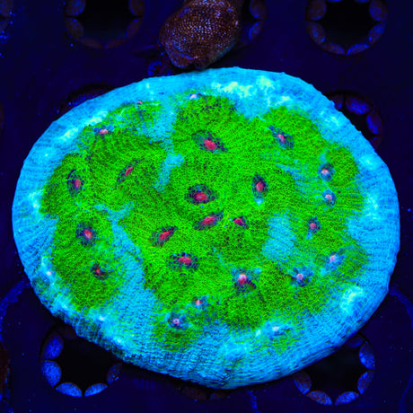 TSA Avatar Chalice Coral