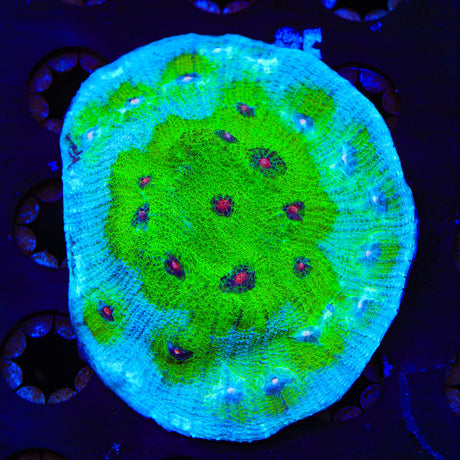 TSA Avatar Chalice Coral