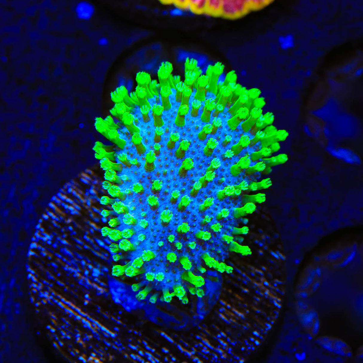 Short Tentacle Toadstool Coral