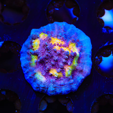 ORA Easter Egg Chalice Coral