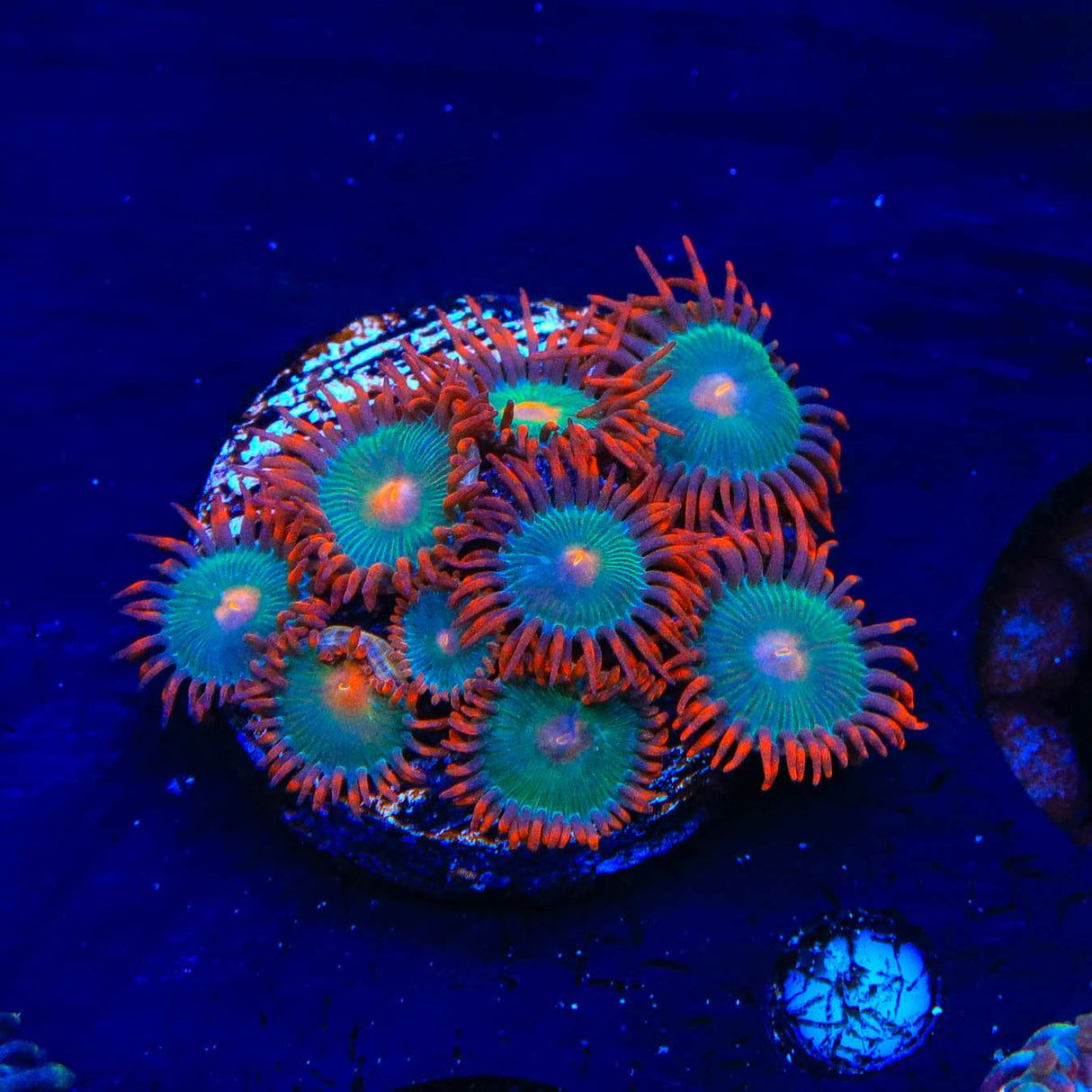 Gatorade Zoanthids Coral - Top Shelf Aquatics