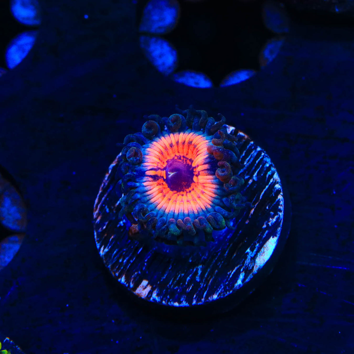 Everlasting Gobstopper Zoanthids Coral