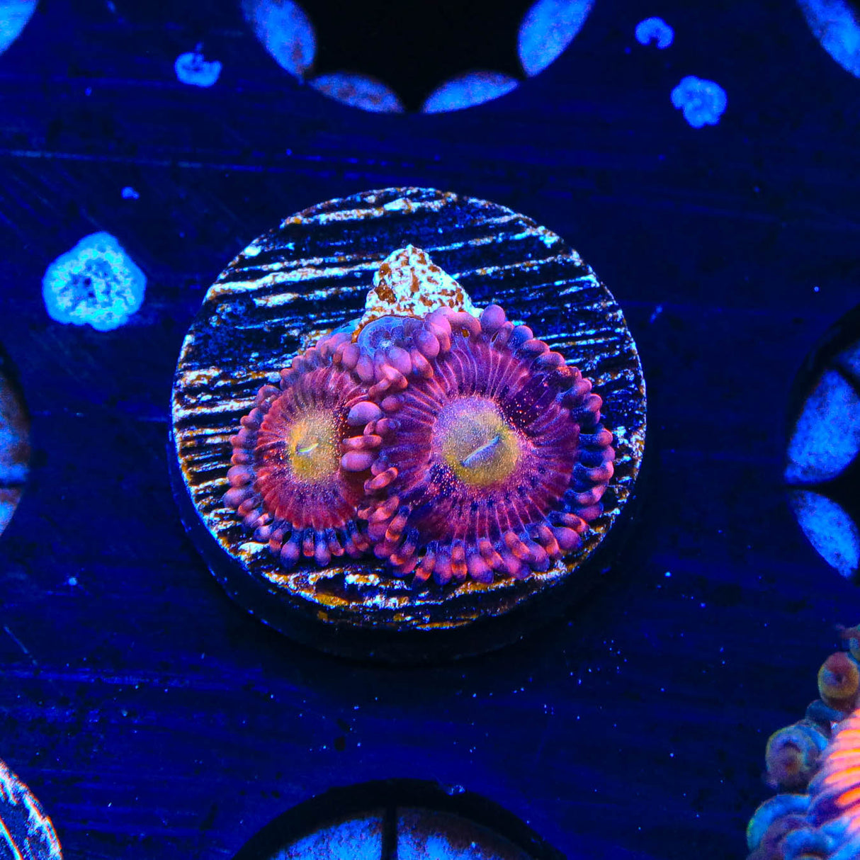 Halle Berry Zoanthids Coral - Top Shelf Aquatics
