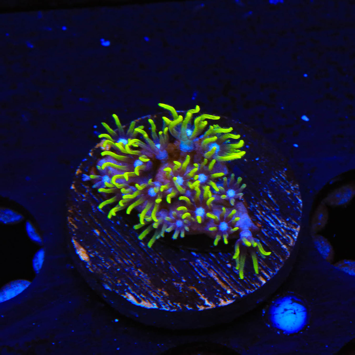 Blue Eye Star Polyps Coral