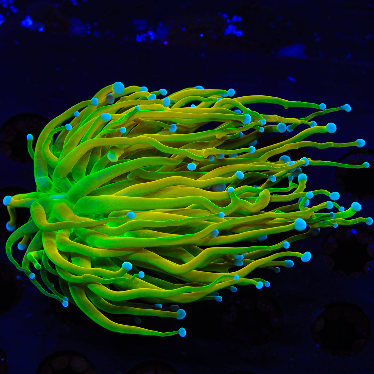 TSA Baby Grail Torch Coral