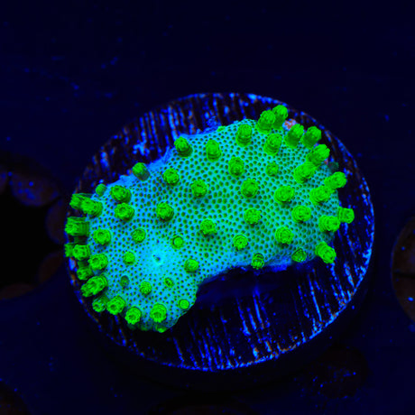 Short Tentacle Toadstool Coral
