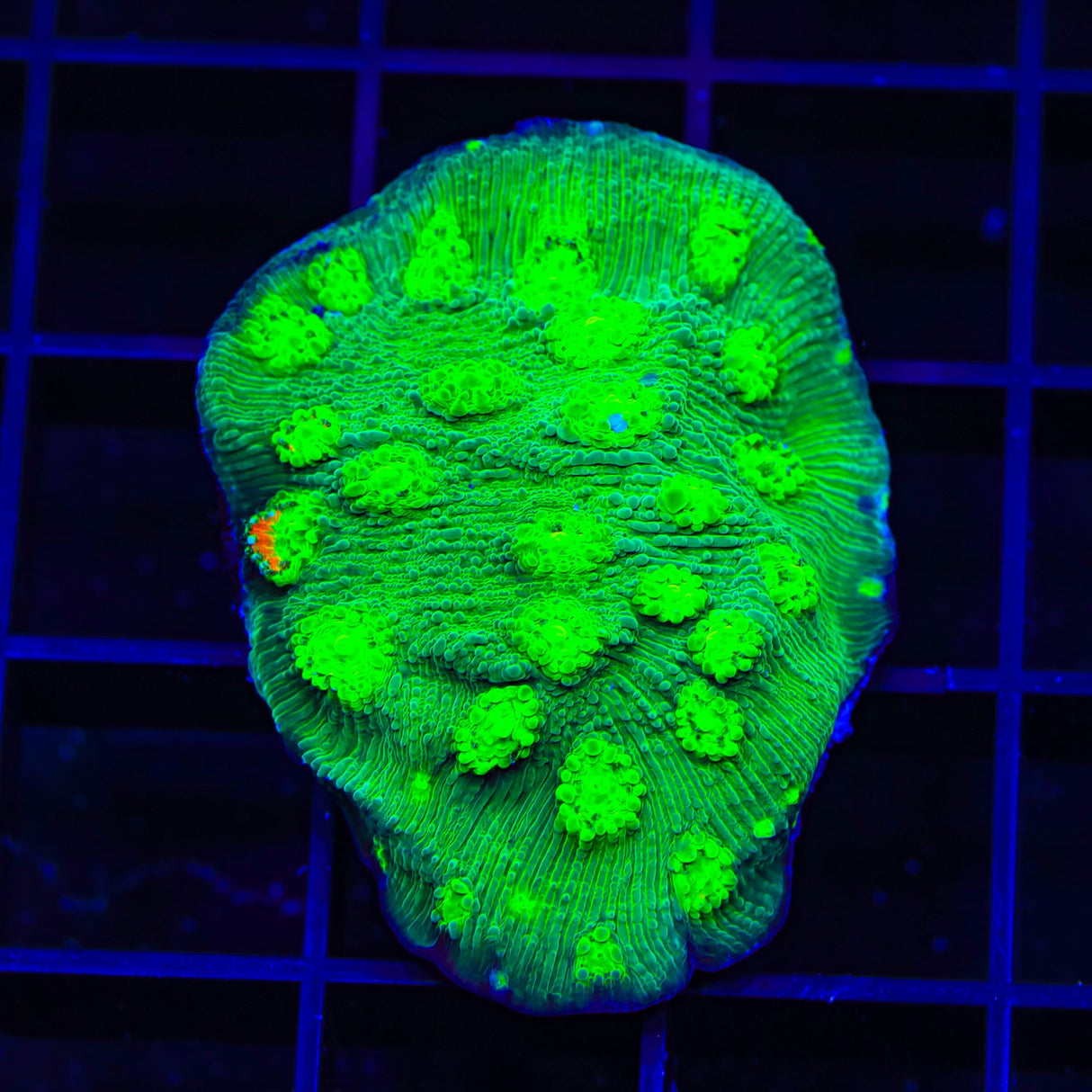 Hollywood Stunner Chalice Coral