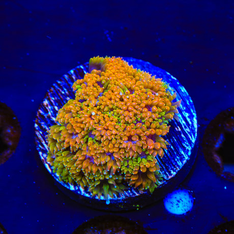 TSA Mayhem Leptastrea Coral