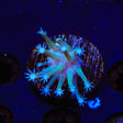 Long Polyp Toadstool Coral - Top Shelf Aquatics