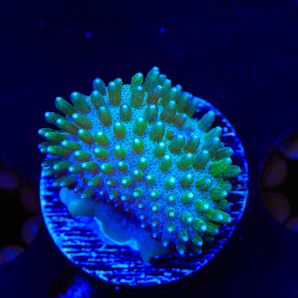 Japanese Green Toadstool Leather Coral – Top Shelf Aquatics