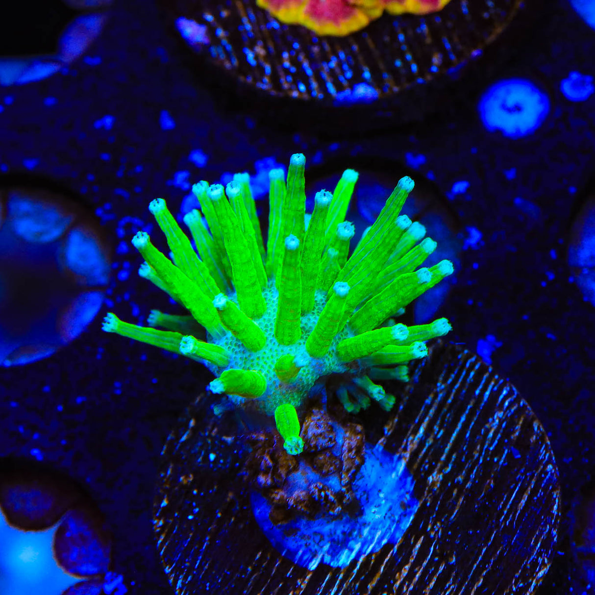 TSA Glowworm Toadstool Leather Coral - Top Shelf Aquatics