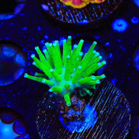 TSA Glowworm Toadstool Leather Coral