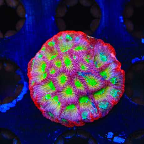 JF Fairy Ring Favia Coral