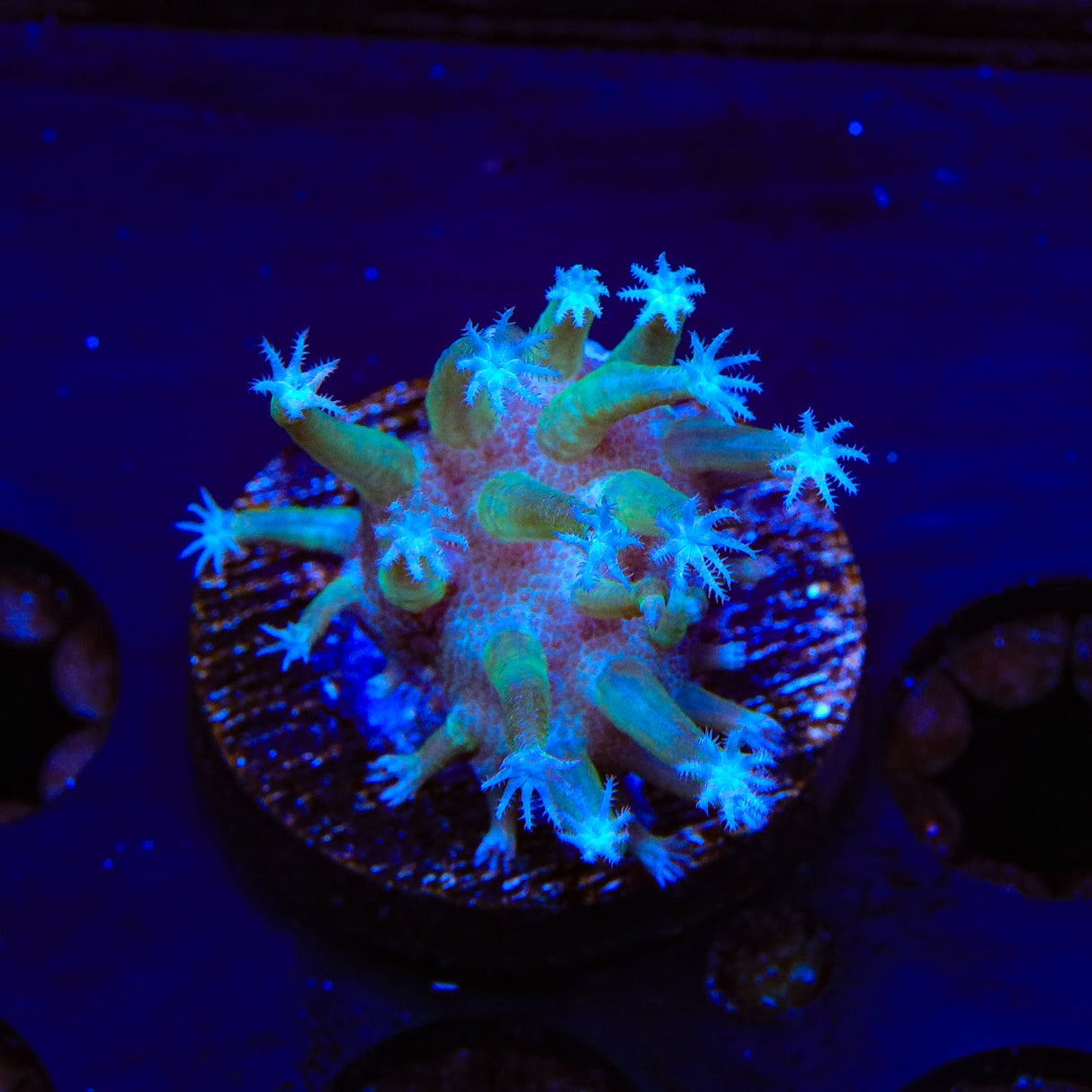 Long Polyp Toadstool Coral - Top Shelf Aquatics