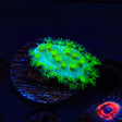 Neon Polyp Toadstool Coral - Top Shelf Aquatics