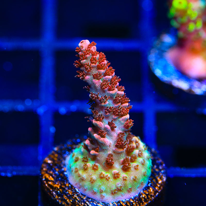 TSA Daydream Acropora Coral