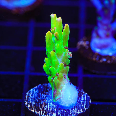 TSA Flame Tip Acropora Coral