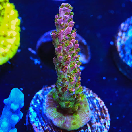 UC Dippin Dots Acropora Coral - (Almost WYSIWYG) - Top Shelf Aquatics 