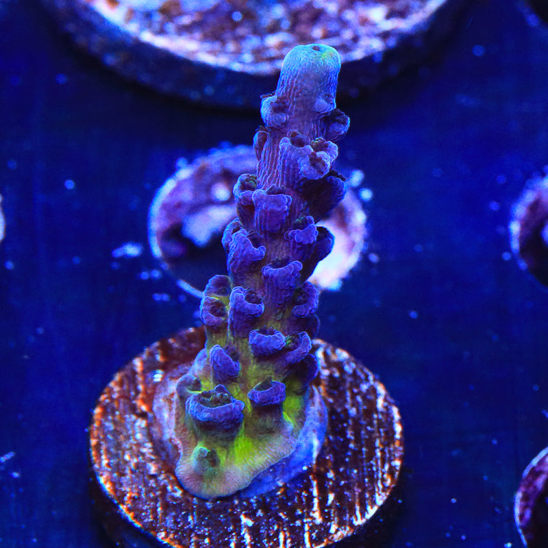 RR Aussie Gold Acropora Coral