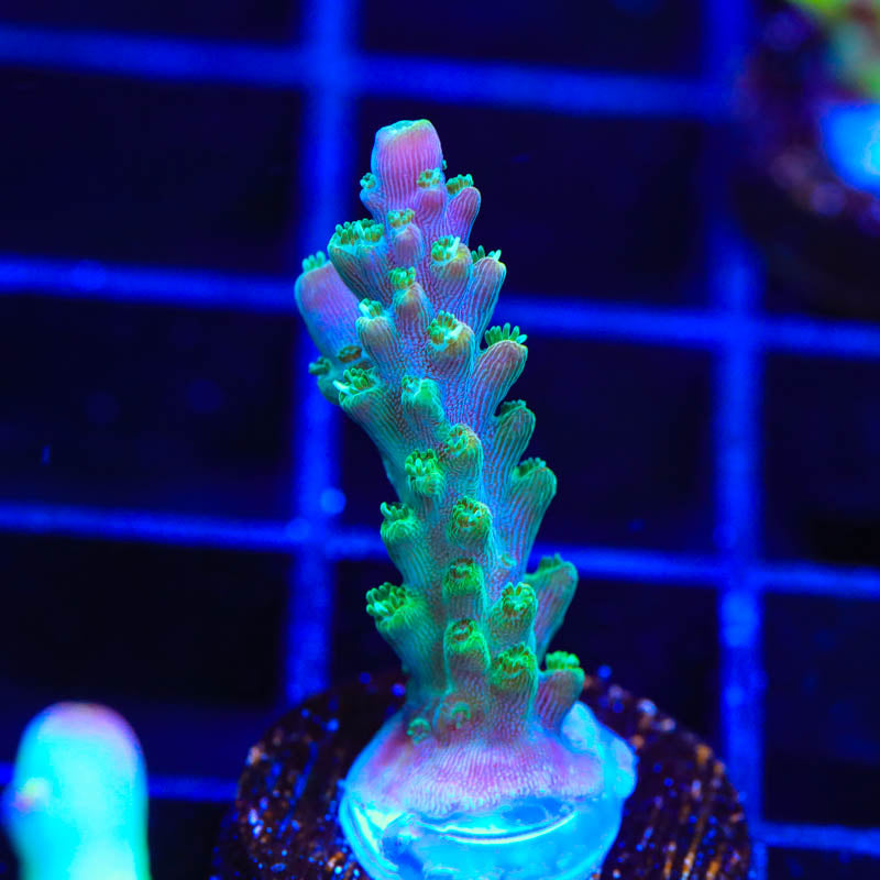 JF Shocktart Acropora Coral