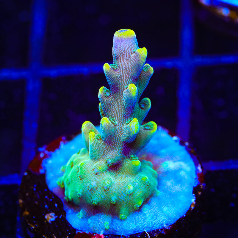 TSA Bollywood Acropora Coral