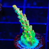 TSA Harvey Wallbanger Acropora Coral