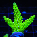 ORA Frogskin Tort Acropora Coral