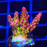 PC Rainbow Acropora Coral