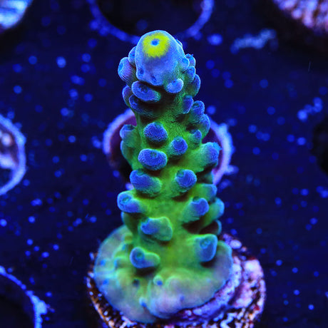 WWC Yellow Tip Acropora Coral