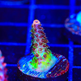 TSA Four Loko Acropora Coral