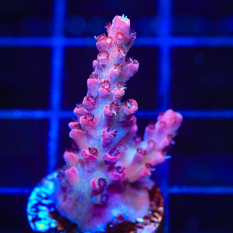 TSA Tesla Acropora Coral