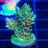 TSA Sprocket Acropora Coral