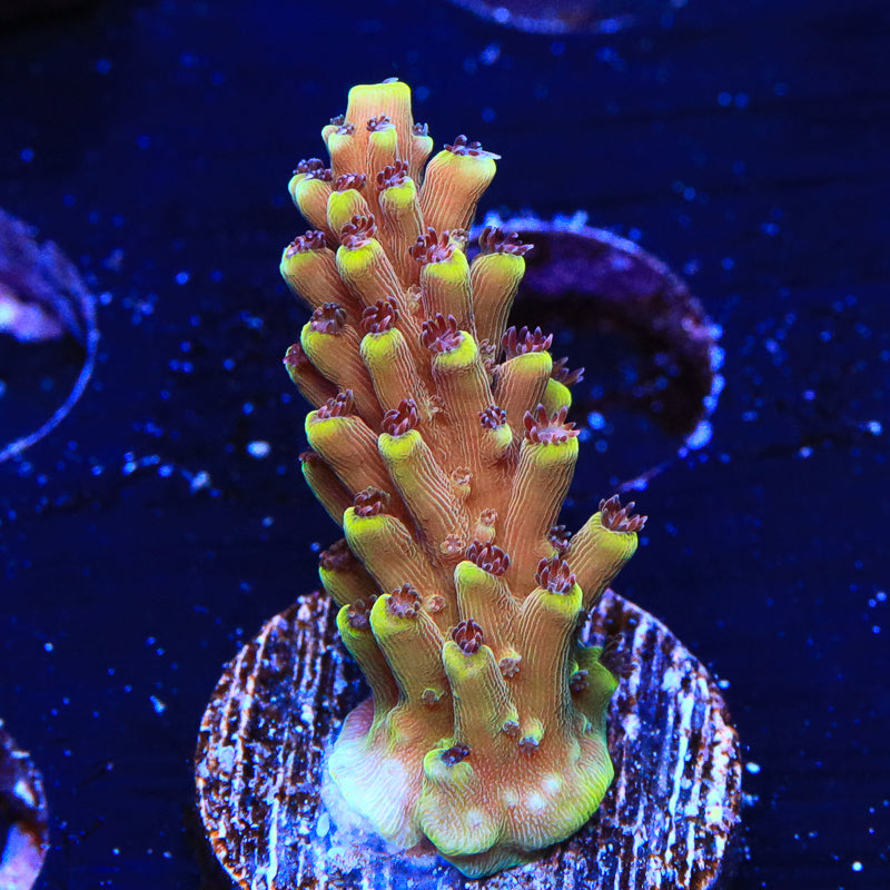 RRC Pink Cadillac Acropora Coral