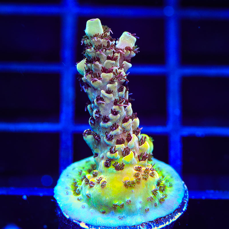 TSA Rainbow Sherbet Acropora Coral