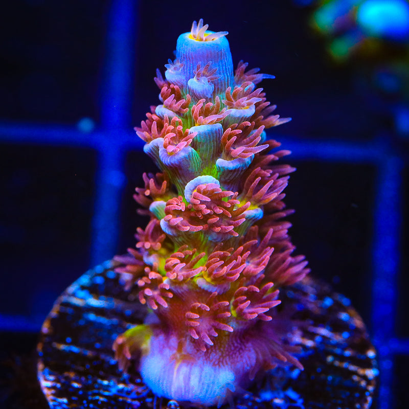 TSA Rocky Balboa Acropora Coral