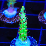 TSA Harvey Wallbanger Acropora Coral