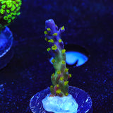 Garf Bonsai Acropora Coral