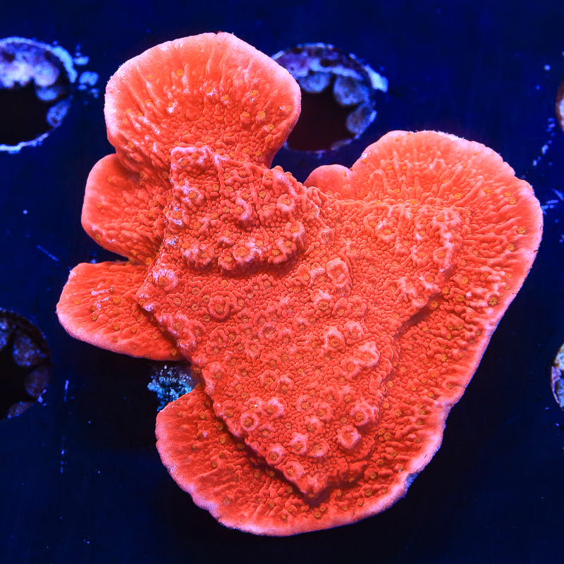 Red Montipora Cap Coral