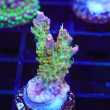 TSA The Fuzz Acropora Coral