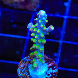 JF Shocktart Acropora Coral